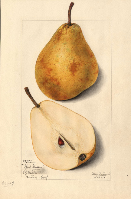 Glou Morceau European Pear (semi-dwarf) Glou Morceau European Pear (semi-dwarf)