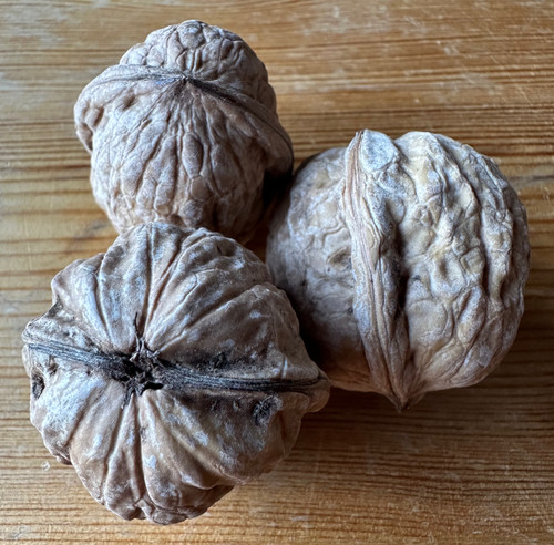 Serr Walnut