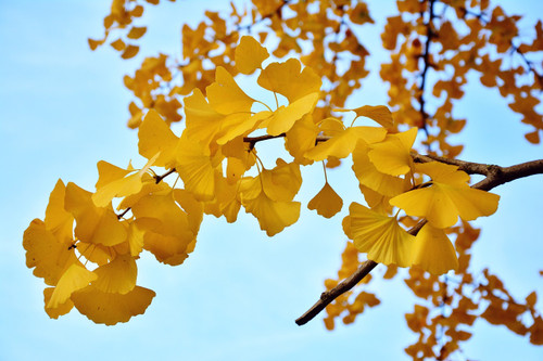 Ginkgo (Ginkgo biloba) Ginkgo
