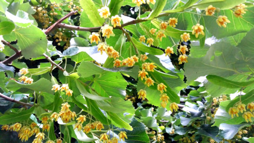 Silver Linden (Tilia tomentosa) Silver Linden (Tilia tomentosa)