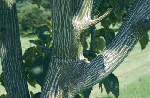 Snake Bark Maple (Acer grosseri var. hersii)