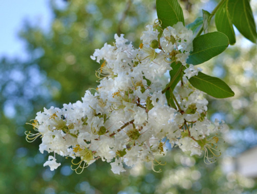 Natchez Crepe Myrtle