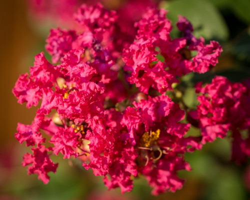 Tonto Crepe Myrtle