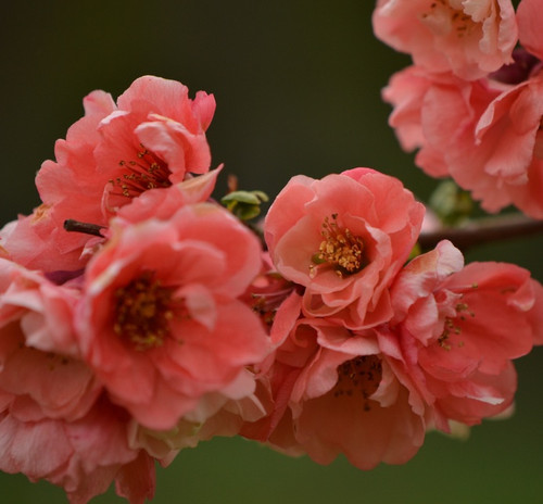 Chaenomeles speciosa 'Falconnet Charlet' Flowering Quince (Chaenomeles)