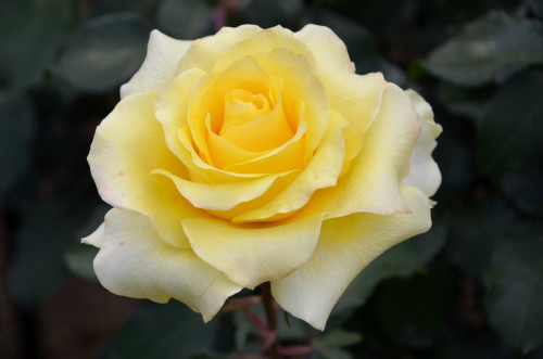 Moon Glow Rose Hybrid Tea