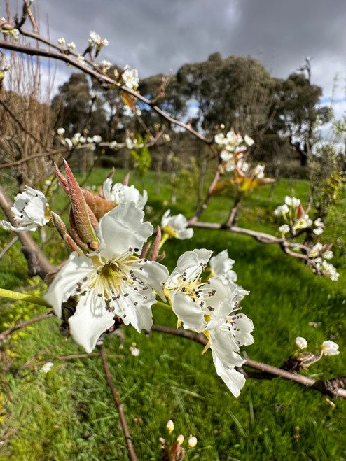 Chojuro Nashi (Asian Pear)