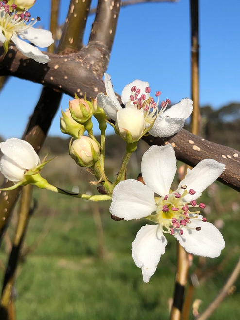 Ya Li Nashi (Asian Pear)
