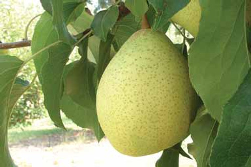 Ya Li Nashi (Asian Pear)