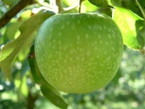 Granny Smith Apple (extra-dwarf)