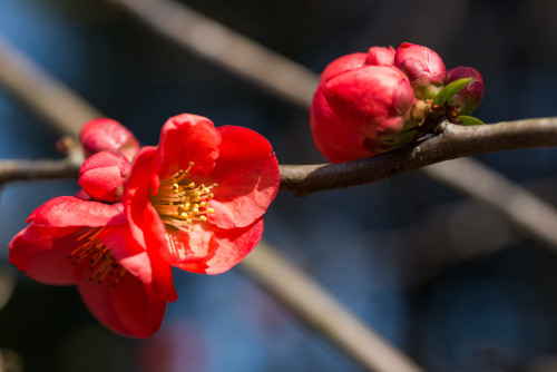Chaenomeles speciosa 'Vermilion' Flowering Quince (Chaenomeles) Chaenomeles speciosa 'Vermilion' Flowering Quince (Chaenomeles)