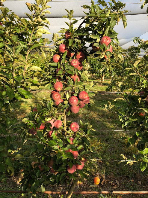Red Delicious Apple (medium)
