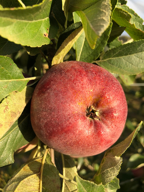 Red Delicious Apple (medium)