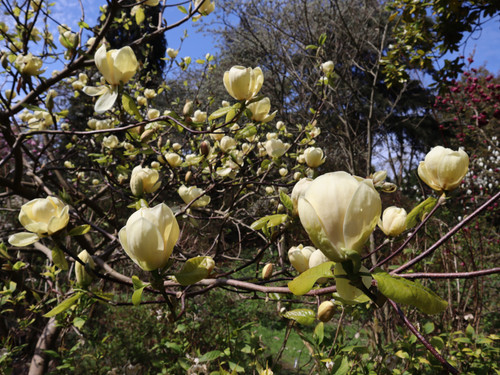Magnolia Honey Tulip™(PBR) Magnolia