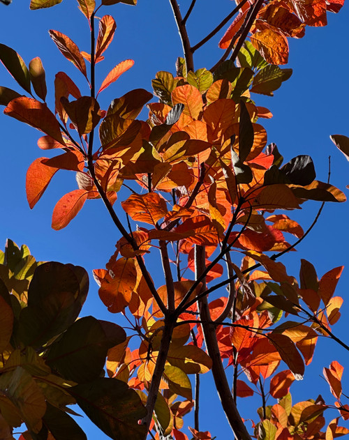 Smoke Bush 'Flame' (Cotinus coggygria × C. obovatus 'Flame')