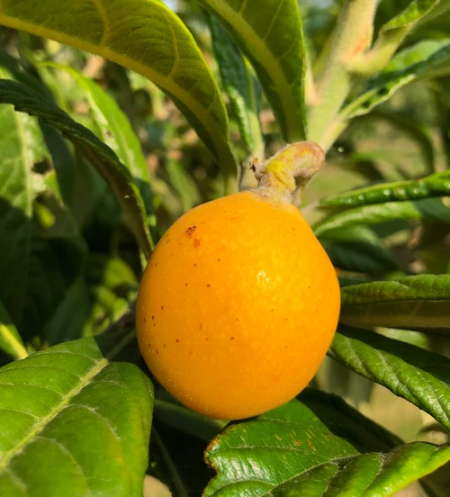 Herd's Mammoth Loquat