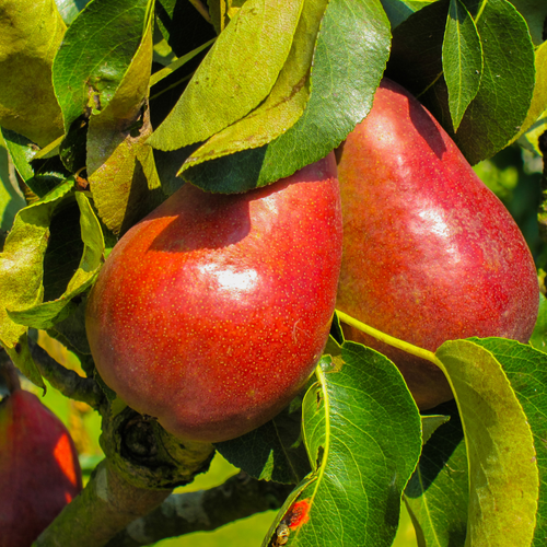 Red Princess (TM) European Pear (dwarf)
