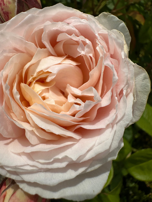 Windermere Rose David Austin