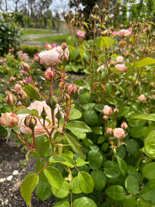 Windermere Rose David Austin