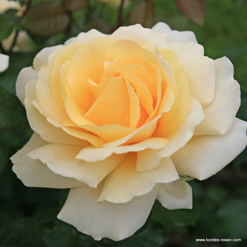 Winter Sun Rose Hybrid Tea