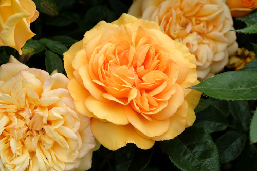 Golden Beauty Rose Floribunda