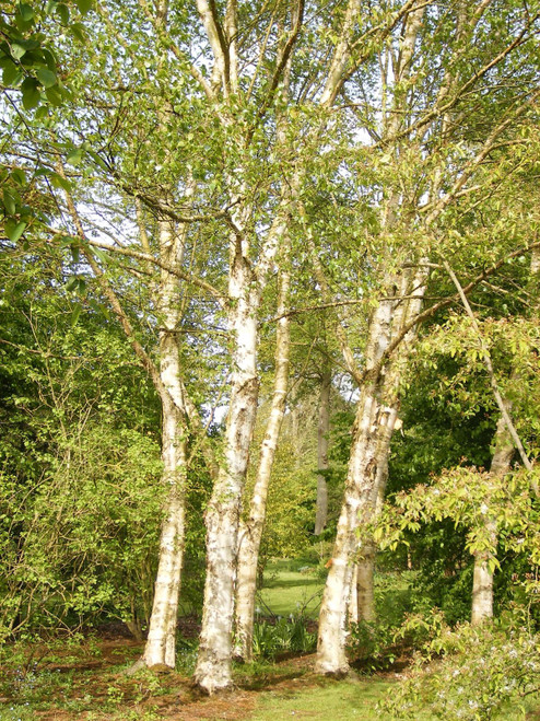 Asian White Birch (Betula platyphylla var. japonica)