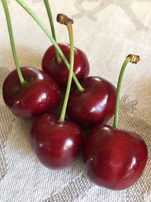 Sunburst Cherry