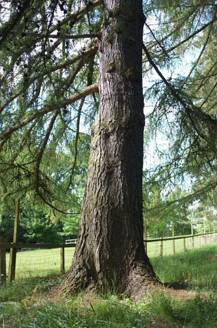 Japanese Larch (Larix kaempferi) Larch