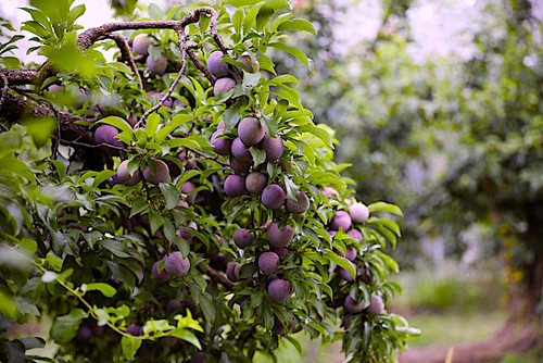 a-Okay (TM) Japanese Blood Plum