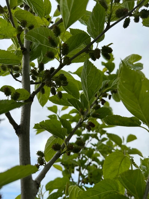 Hick's Fancy Mulberry