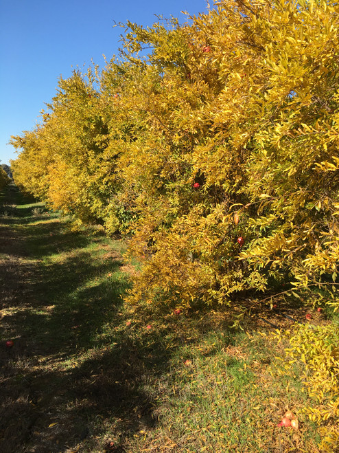 Wonderful Pomegranate