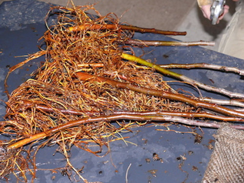 Apple Rootstock Bud 9