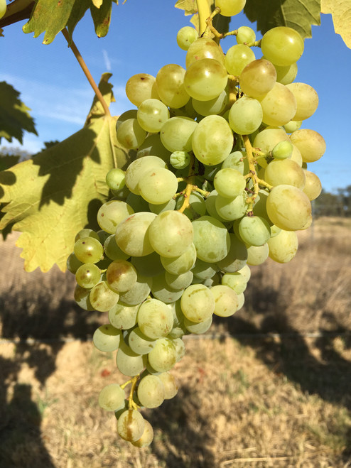 Emerald Seedless Grape