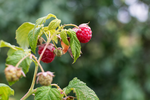 Autumn Bliss Raspberry