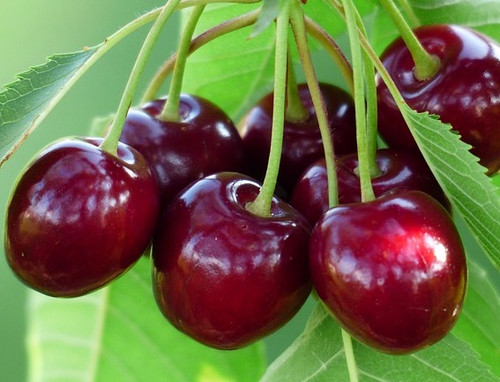 Burgsdorf Cherry