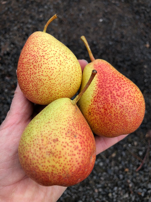 Beurre Diel Pear (semi-dwarf)
