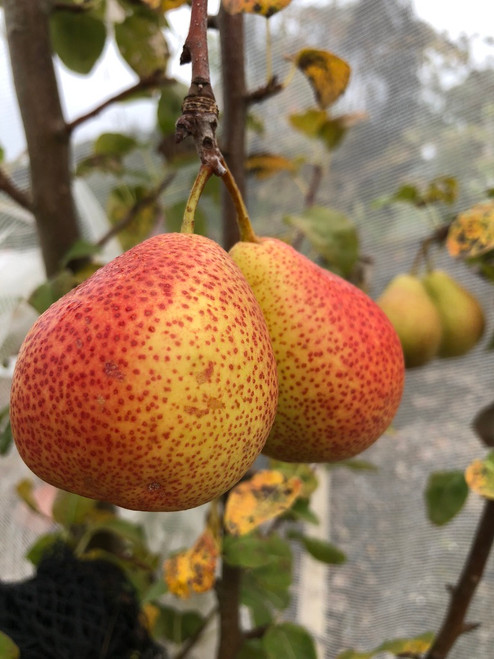 Beurre Diel Pear (semi-dwarf)