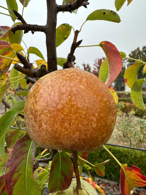 Beurre Easter Pear (semi-dwarf)