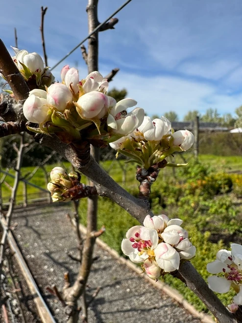Beurre Easter Pear (semi-dwarf)