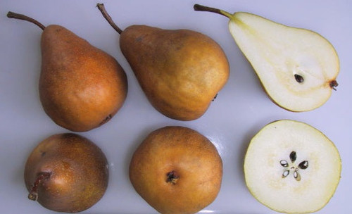 Beurre Bosc Pear (semi-dwarf) Beurre Bosc Pear (semi-dwarf)