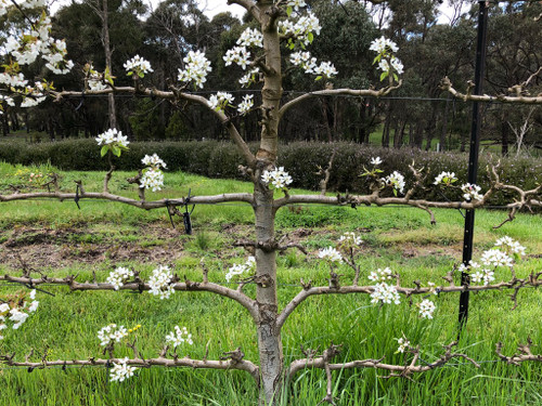 Beurre Bosc Pear