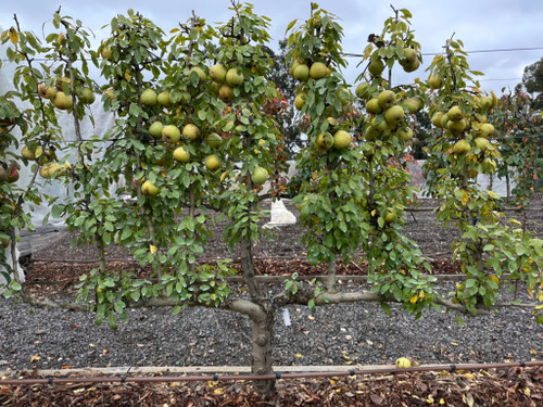 Beurre Hardy Pear (semi-dwarf)