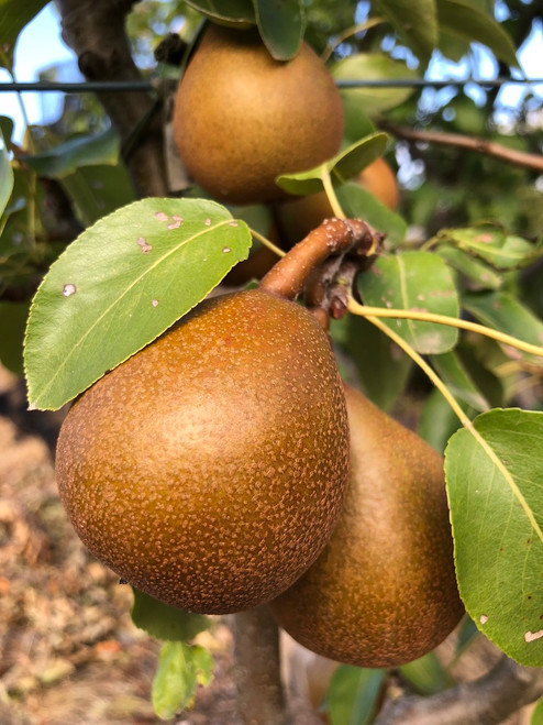 Beurre Superfin Pear (semi-dwarf)