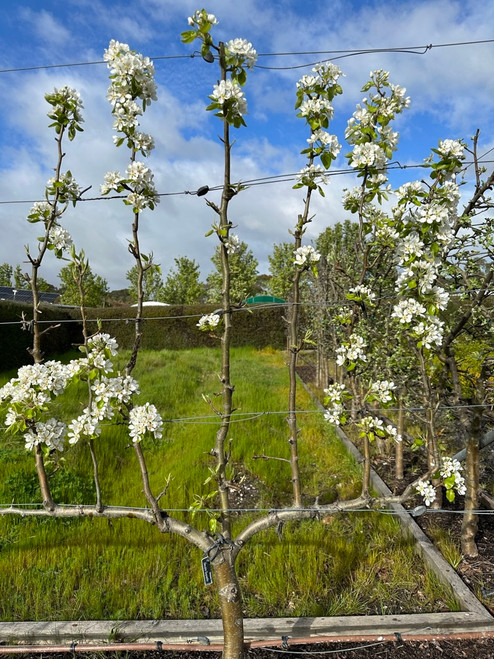 Beurre Superfin Pear (semi-dwarf)