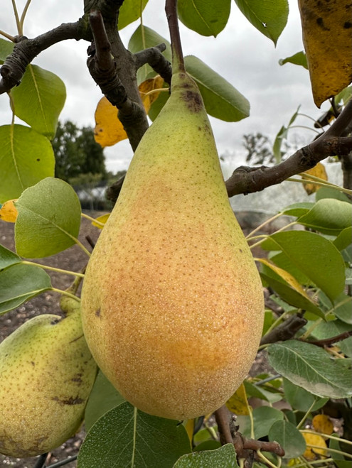 Conference Pear (semi-dwarf)