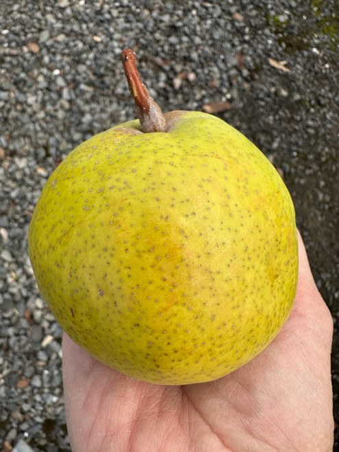 Green Horse Perry Pear
