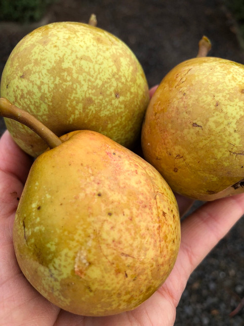 Josephine de Malines Pear