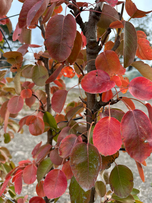 Moorcroft Perry Pear Moorcroft Perry Pear