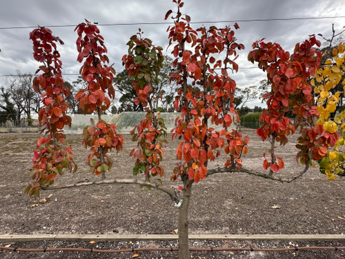 Moorcroft Perry Pear