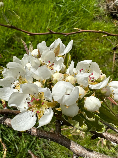 Packham's Triumph Pear (semi-dwarf)