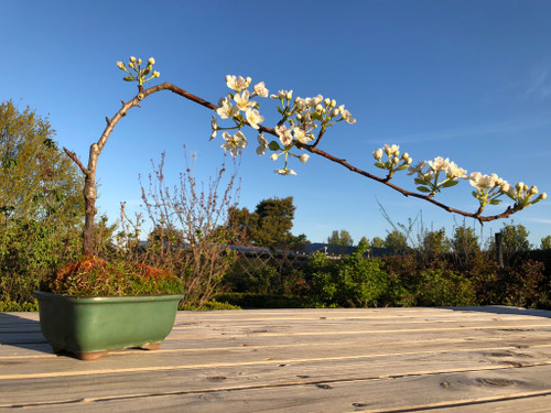 Williams Pear (semi-dwarf)